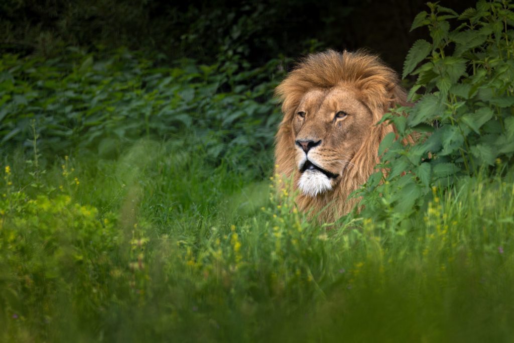 Leão majestoso com uma juba exuberante espreitando através da densa folhagem verde em seu habitat natural